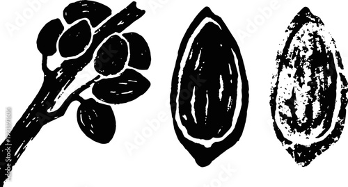 Cocoa branch with pods and detailed cocoa bean illustrations in black ink