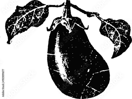 Vintage illustration of eggplant with leaves, botanical drawing of vegetable plant