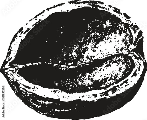 Half walnut shell isolated with textured detailed sketch illustration