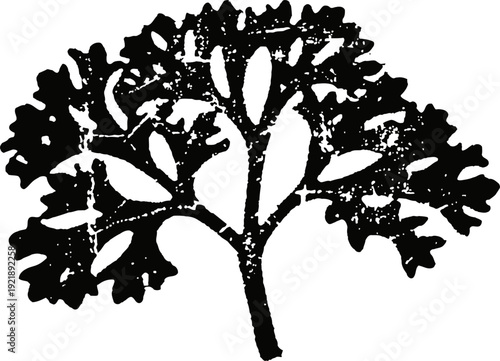 Silhouette of kale vegetable leaf with detailed textured edges and sturdy stem