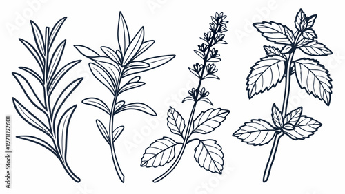 Line Art Culinary Herbs Collection Rosemary Thyme Basil Mint for Cookbook Design Restaurant Menus Food Blog Graphics