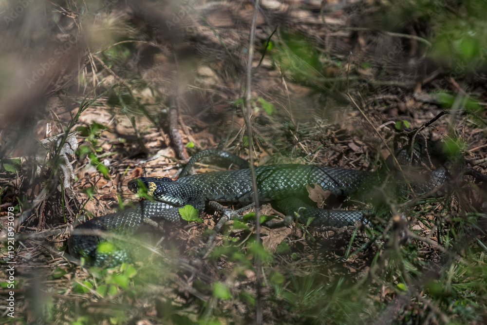 Obraz premium yellow-cheeked snakes