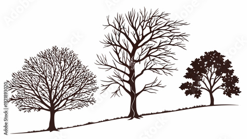 Deciduous Trees Seasonal Change Illustration Bare Branches Winter to Summer Foliage Landscape Design Element