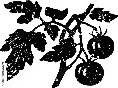 Vintage black silhouette of tomato branch with leaves and ripe fruit illustration