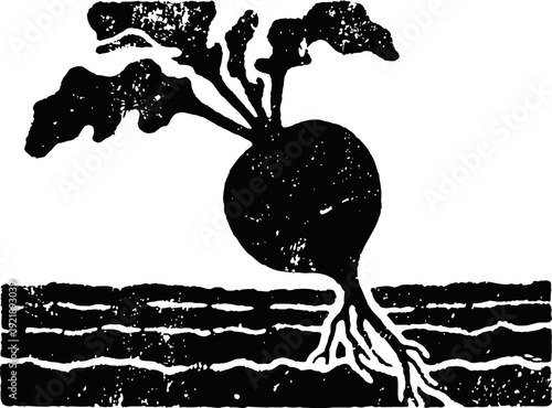 Vintage beetroot root vegetable growing in soil black and white woodcut illustration