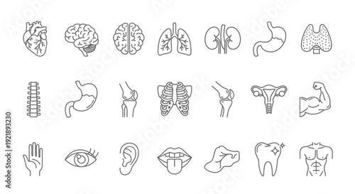 Collection of human body organs and body parts illustrations set on white background detailed anatomy diagrams for medical education and healthcare concepts