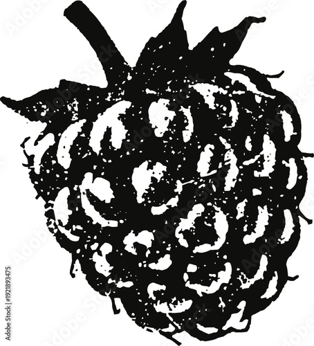 Black raspberry illustration with textured detail and leaves, natural fruit drawing in vintage