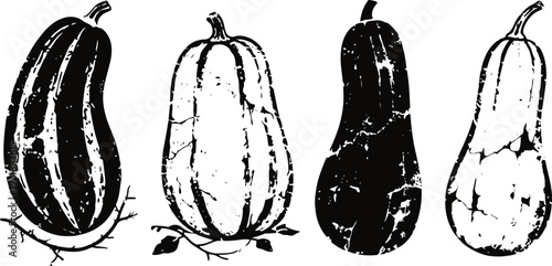 Four vintage hand drawn butternut squash illustrations in black and white