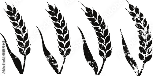 Black wheat ear silhouettes with distressed texture set, agricultural grain, farming crop icons in vintage