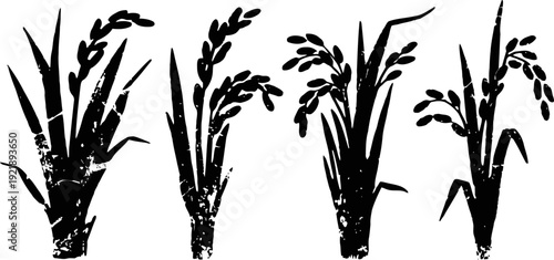 silhouette of rice plants with grains in four stages, agricultural crop design elements