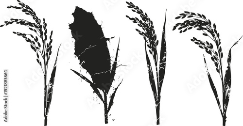 Silhouettes of four different rice plant stalks with grains in black on white background