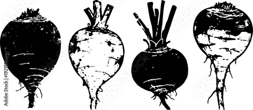 Black and white vector illustration of four different beetroot varieties with roots and leaves details
