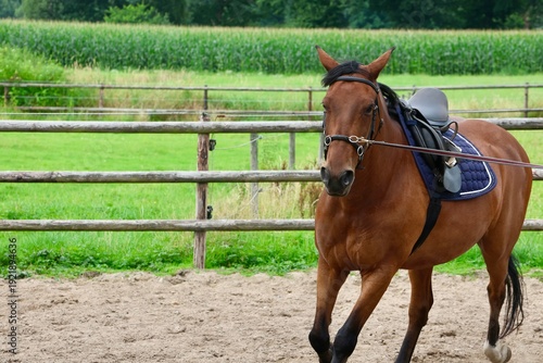 Brown horse being lunged in an outdoor riding arena