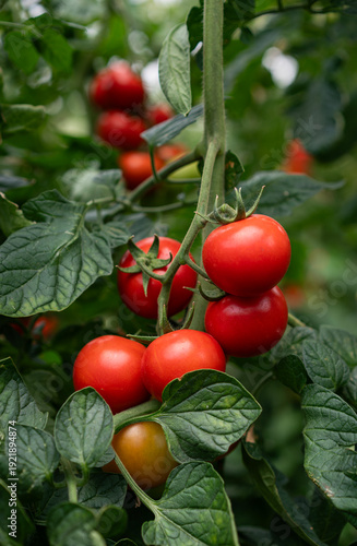 tomatoes growing in a greenhouse close up