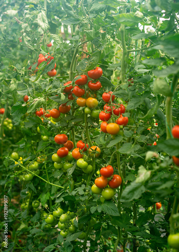 Tomatoes growing in greenhouse close up
