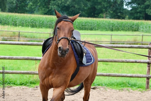 Brown horse being lunged in an outdoor riding arena