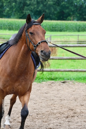 Brown horse being lunged in an outdoor riding arena