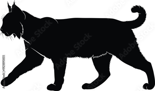 Black lynx silhouette vector illustration, wild bobcat walking pose, predatory forest cat isolated on white background, wildlife nature graphic design.