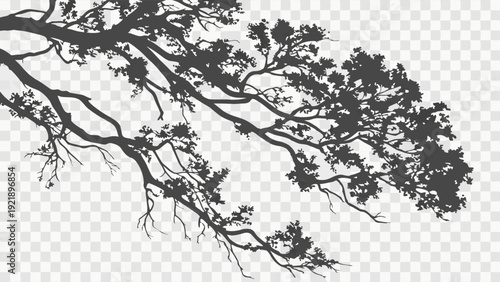 Tree Branch Silhouette Overlay for Nature Background Design Projects Seasonal Website Headers or Dramatic Shadow Effects