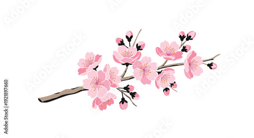 A beautiful single branch of a cherry blossom tree featuring numerous delicate pink flowers and dark unopened buds is displayed horizontally on a clean white background.