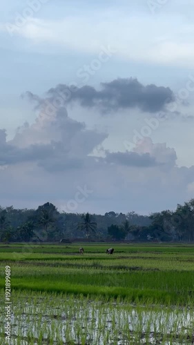 rice field in Bali