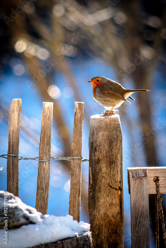 Robin on a fence in winter