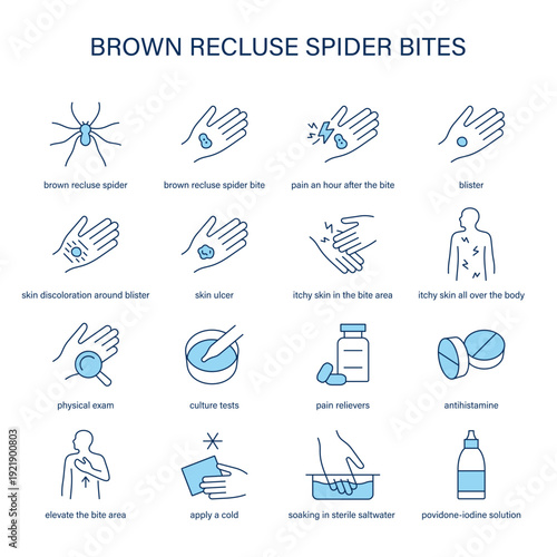 Brown Recluse Spider Bites symptoms, diagnostic and treatment vector icon set
