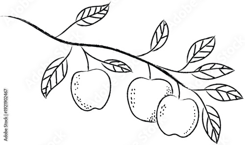 Branch with apples hand drawing line art autumn harvest themes