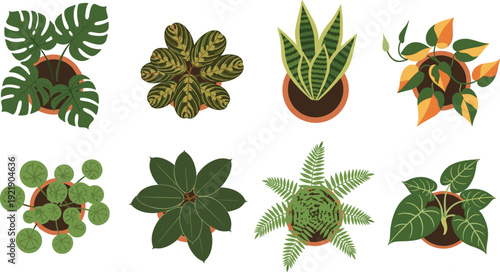 plants, topview, botanical, greenery, foliage, indoor, nature, vector, illustration, leaves, organic, gardening, decor, collection, assortment