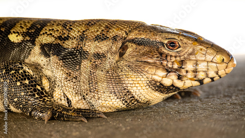 Εκτύπωση καμβά Tegu lizard (Tupinambis), a beautiful tegu lizard in Brazil resting in the shade, selective focus
