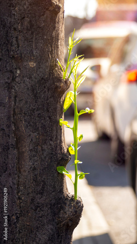 A young green sprout on a tree trunk, a new life.