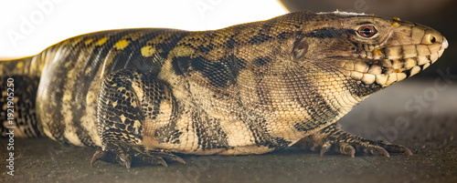 Photos Tegu lizard (Tupinambis), a beautiful tegu lizard in Brazil resting in the shade, selective focus