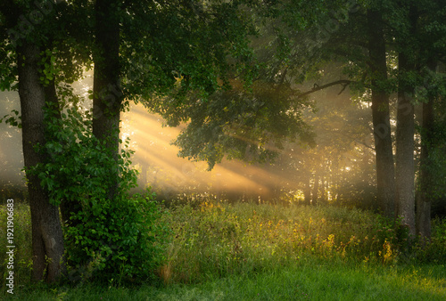 Wallpaper Mural Sunny morning in the forest Torontodigital.ca