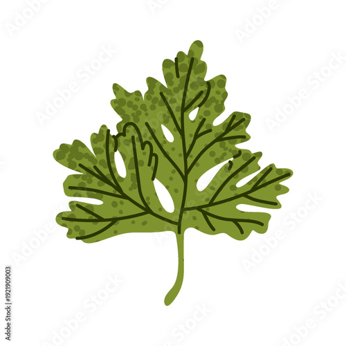 Stylized parsley leaf in flat textured style. Fresh green culinary herb with simple organic shape and visible veins. Modern botanical food illustration.