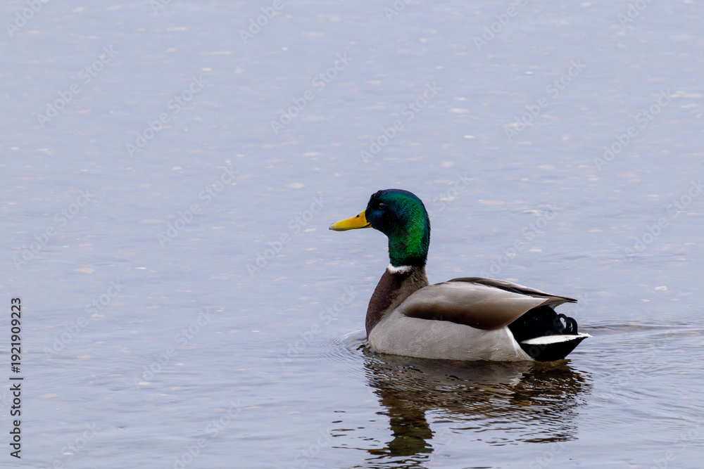 Obraz premium Male mallard duck swimming on calm water with copy space