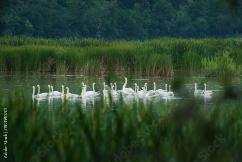 Fotografija Graceful white swans gliding through a serene forest wetland
