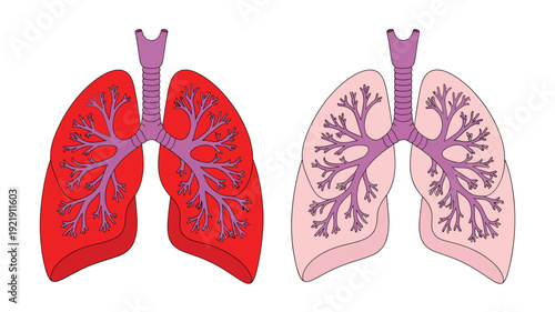 Healthy and Smoker Lungs Comparison Anatomy