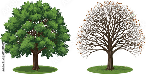 Lush Green Summer Oak Tree and Bare Winter Branch Tree Vector Illustration Set, Isolated Seasonal Nature Elements for Environmental Design Projects
