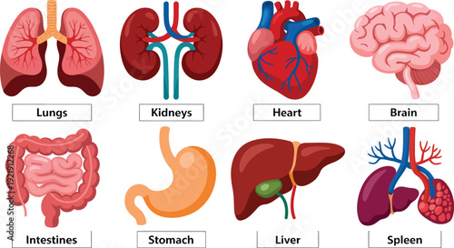 Human Organs Anatomy Lungs Kidneys Heart Brain Intestines Stomach Liver Spleen
