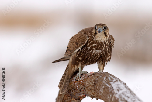 Wallpaper Mural Raróg (Falco cherrug) Torontodigital.ca