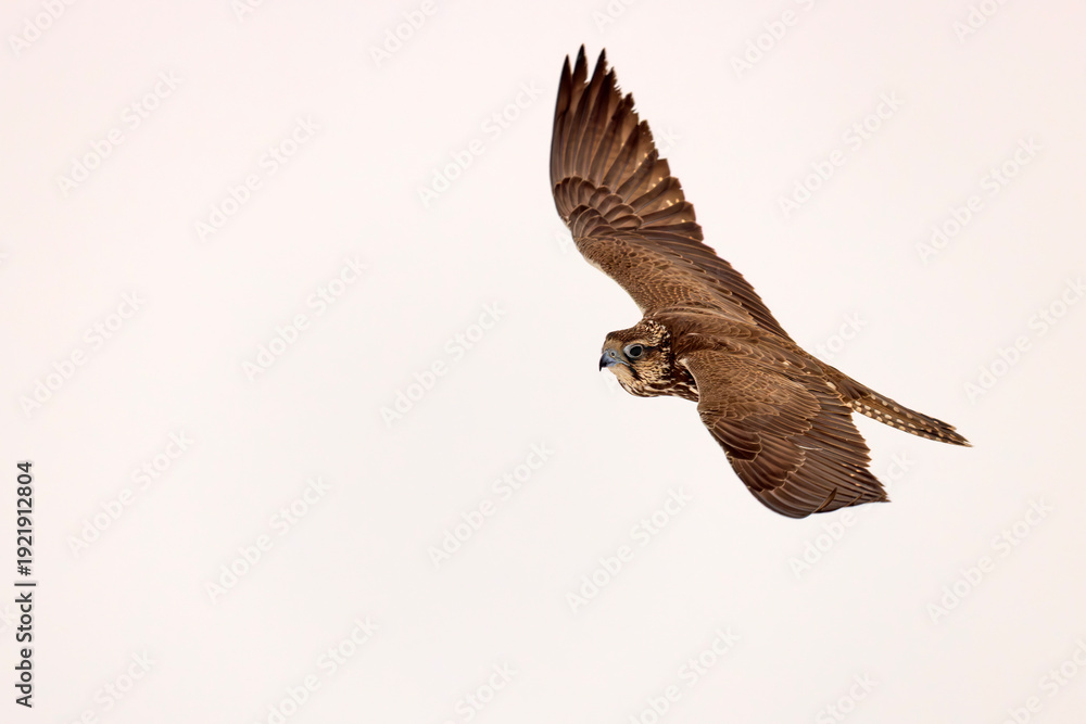 Fototapeta premium Raróg (Falco cherrug)