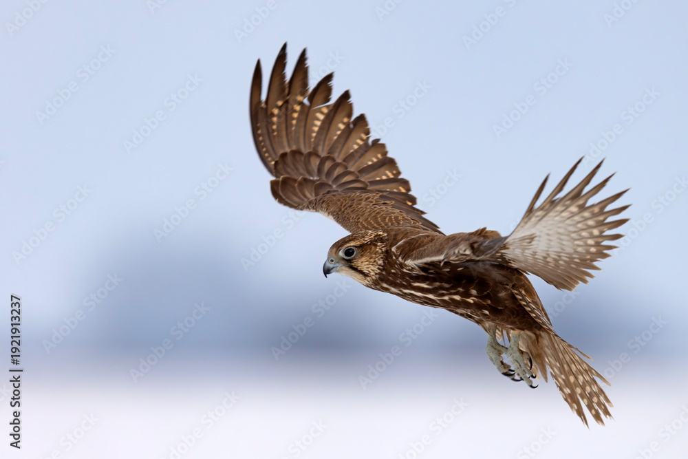 Fototapeta premium Raróg (Falco cherrug)