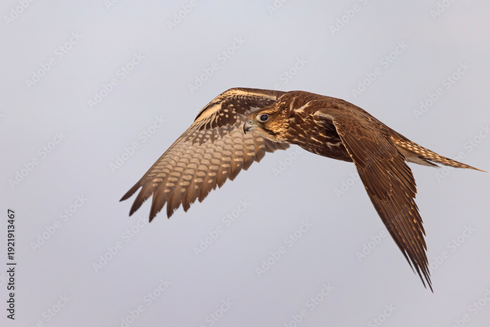 Fototapeta premium Raróg (Falco cherrug)