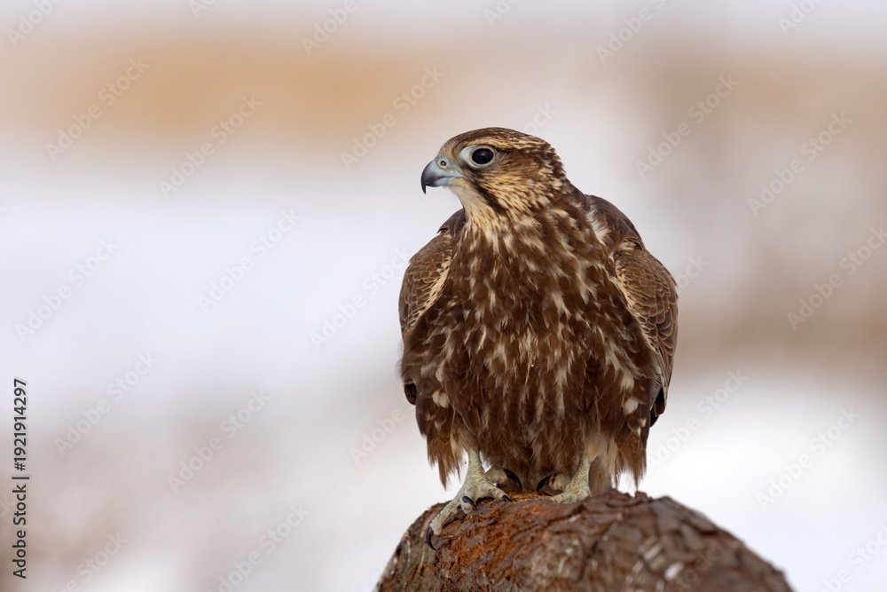 Fototapeta premium Raróg (Falco cherrug)