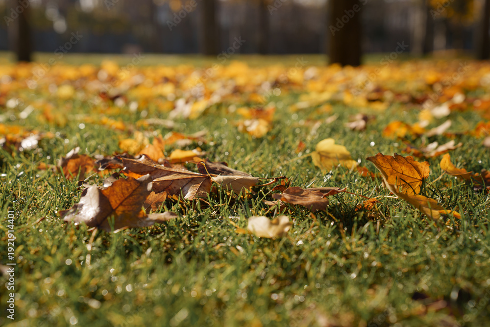 Obraz premium Leaf falling on grass under sunlight shows autumn texture and seasonal change in nature.