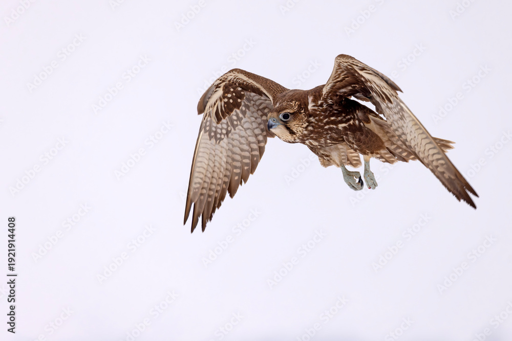 Fototapeta premium Raróg (Falco cherrug)