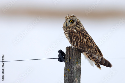 uszatka błotna (Asio flammeus)