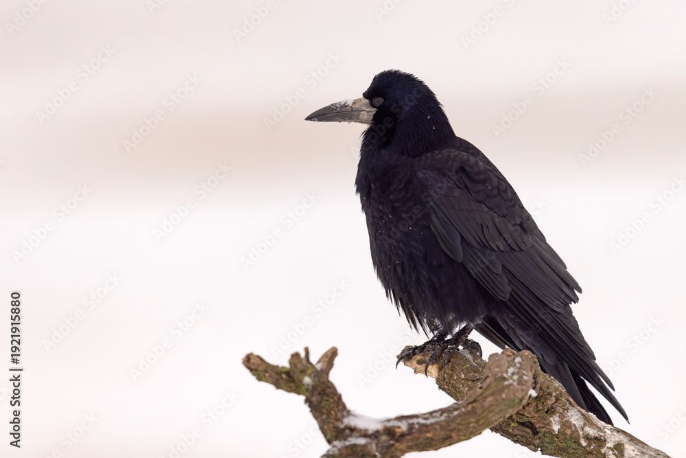 Obraz premium gawron (Corvus frugilegus)