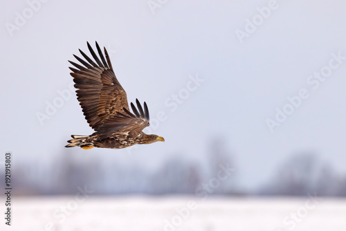 bielik (Haliaeetus albicilla)