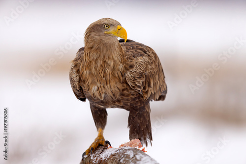 bielik (Haliaeetus albicilla)